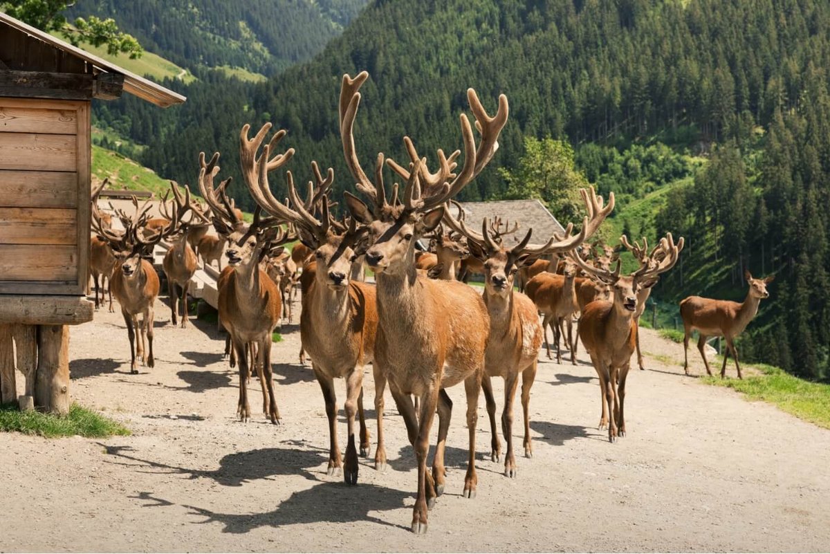 Many deer walking on a gravel path near the luxury hotel in Kitzbühel