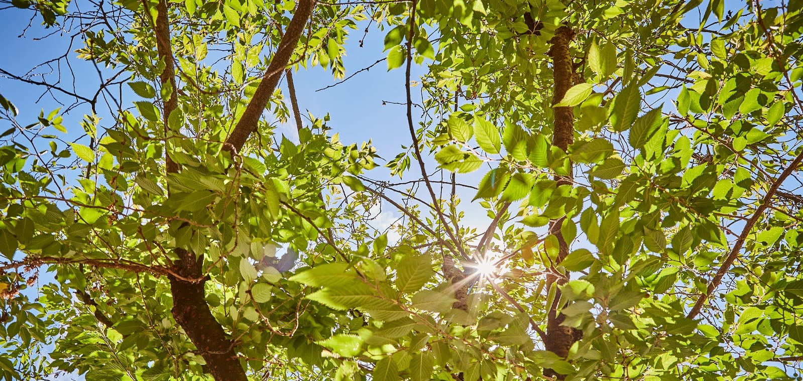 Light shines through a tree top