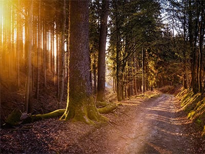 Ein Stück Waldweg mit dunkelgelbem Lichteinfall 