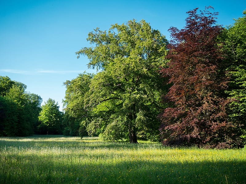 Wiese mit wildem Gras und herbstlichen Bäumen im Bürgerpark in Bremen 