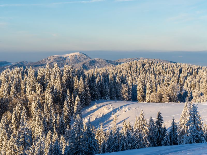 Schneebedeckter Winterwald in den Bergen
