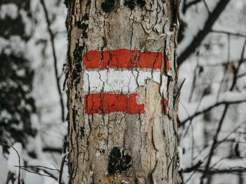 The flag of Austria painted on tree bark as a guide for wintersports